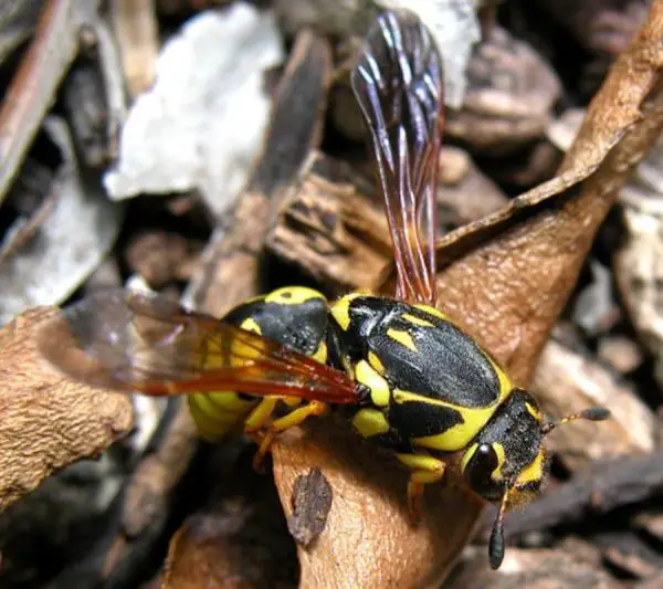 Hyönteistyypit - Ominaisuudet ja nimet - Hymenoptera (Hymenoptera -järjestys)