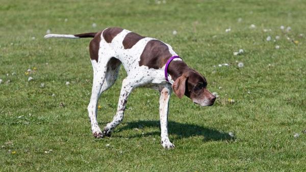 Spotted Dog Breeds - 9. Englannin osoitin