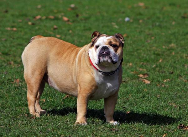 Brachycephalic -koiranrotut - 1. Englanninbulldoggi