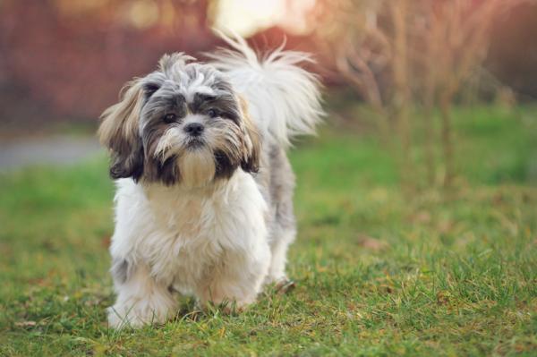 Brachycephalic -koirarotut - 8. Shih tzu