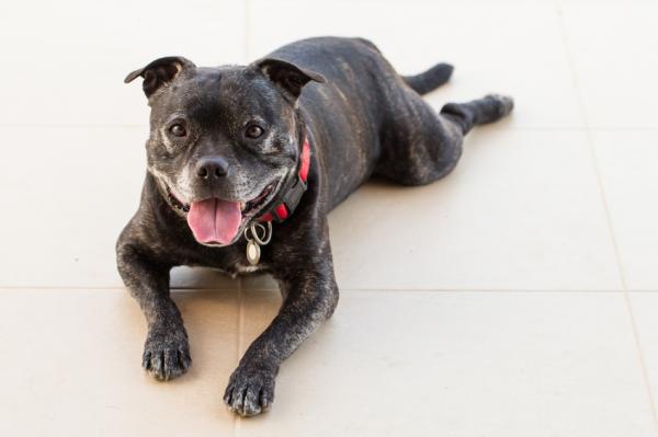 Brachycephalic -koirarotut - 10. Staffordshiren bullterrieri