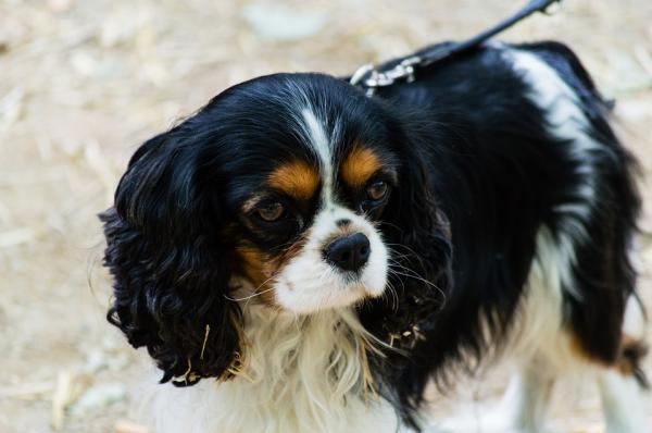 Brachycephalic -koiranrotut - 9. Cavalier King Charles Spaniel