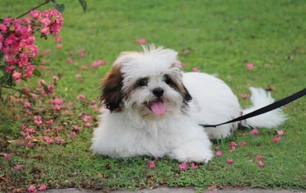 Brachycephalic -koirarotut - 6. Lhasa apso