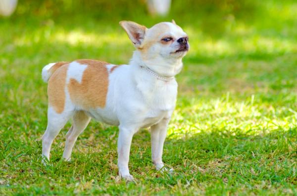 13 pientä koirarotua, jotka eivät kasva paljon - 6. Chihuahua