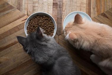 Kissani syö ilman pureskelua - syyt ja mitä tehdä - 2023