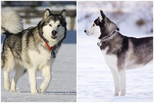 Alaskan malamuutin ja Siperianhuskin väliset erot - luonteen erot