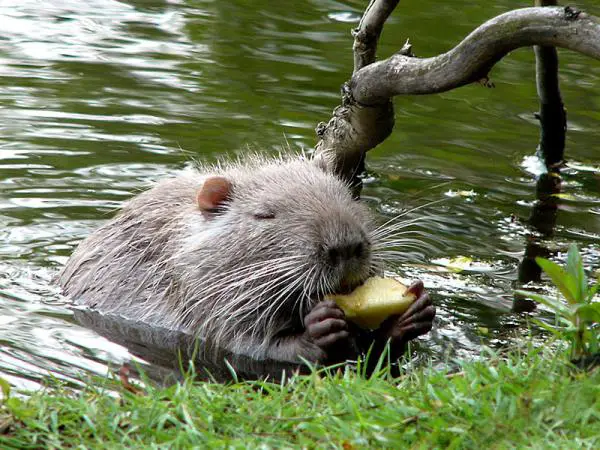 Onko Espanjan coypu invasiivinen laji?  - Coipú Espanjassa