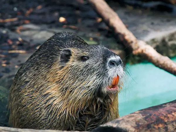 Onko Espanjan coypu invasiivinen laji?  - Coypu luonnollisessa ympäristössä