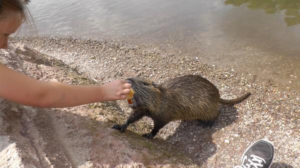 Onko Espanjan coypu invasiivinen laji?  - Coypu lemmikkinä