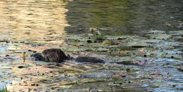 Onko Espanjan coypu invasiivinen laji?  - Päätelmät