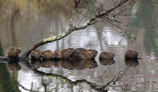 Onko Espanjan coypu invasiivinen laji?  - Coypu, ylikansallinen rutto