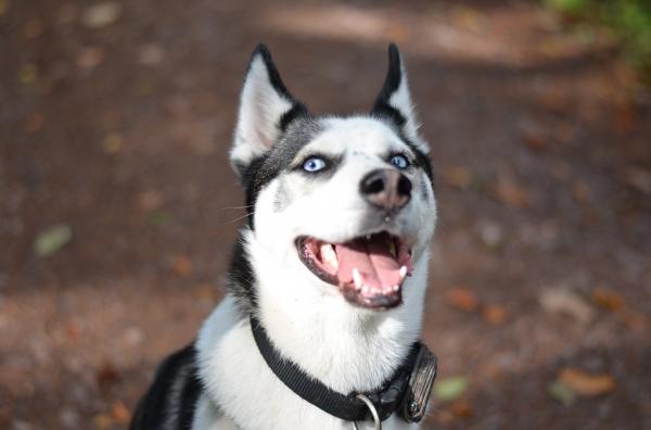 Kouluta siperianhusky - tunne koirasi