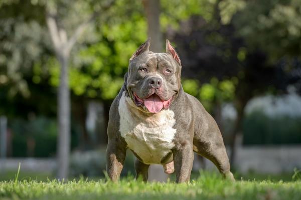 American Bully Dog Names - Vinkkejä hyvän nimen löytämiseen