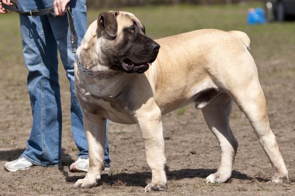 Afrikkalaiset koirarodut - 6. Boerboel tai afrikkalainen bulldoggi