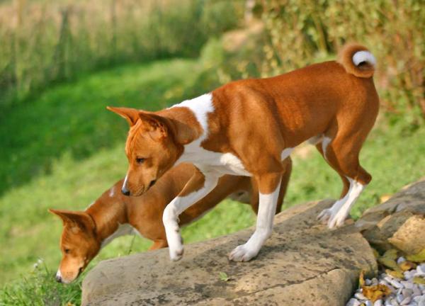 Afrikkalaiset koirarodut - 1. Basenji