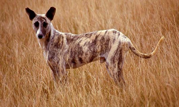 Afrikkalaiset koirarodut - 8. Africanis