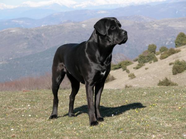 Italialaiset koirarodut - 3. Cane corso