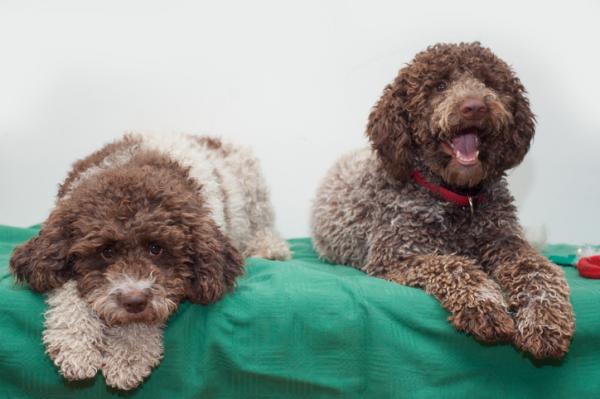 Italialaiset koirarodut - 8. Lagotto Romagnolo