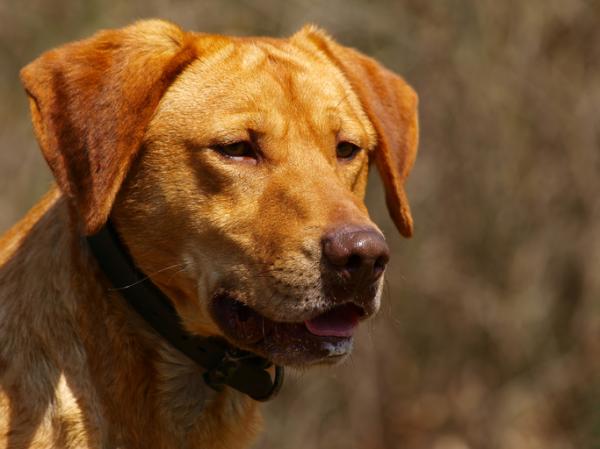 Italian koirarodut - 9. Maremma Shepherd