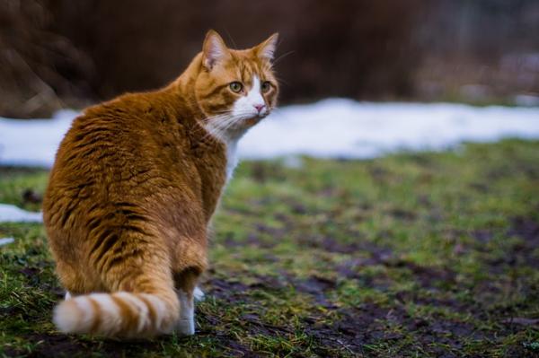 Oranssien kissojen nimet - Mitä minun pitäisi pitää mielessä valitakseni parhaan nimen?