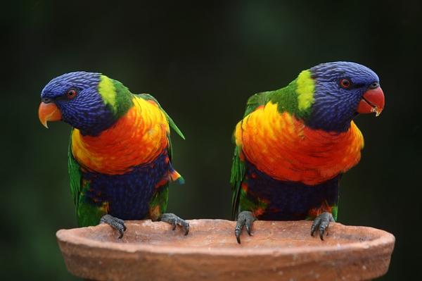 Australian papukaijojen nimet - Naaraspuolisten australialaisten papukaijojen nimet