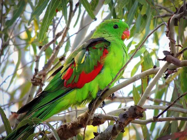 Australian papukaijojen nimet - Australian urospuolisten papukaijojen nimet