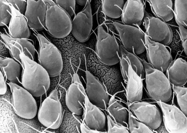 Giardia koirilla - Oireet, tartunta ja hoito - Giardiasis koirilla