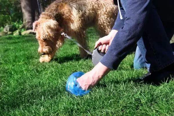 Giardia koirilla - Oireet, tartunta ja hoito - Giardia koirilla ja tartunta ihmisiin