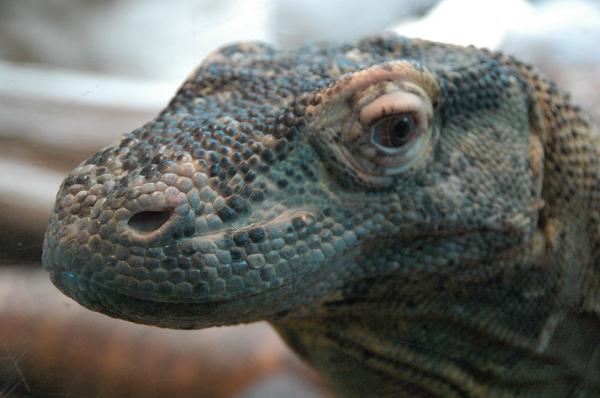 Onko Komodon lohikäärme vaarallinen ihmisille?  - Hyökkääkö Komodon lohikäärme ihmisiä vastaan?