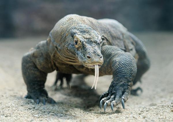 Onko Komodon lohikäärme vaarallinen ihmisille?  - Komodon lohikäärmeen tiedot