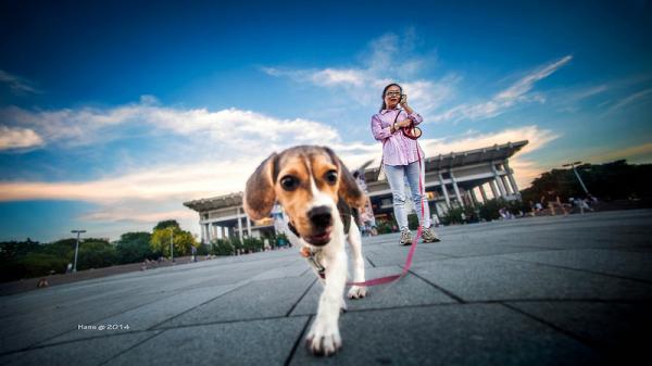 Beagle -koiranimet - vinkkejä hyvän nimen valitsemiseen koirallesi