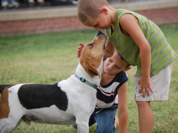 Beagle -koiran nimet - Beaglen ominaisuudet