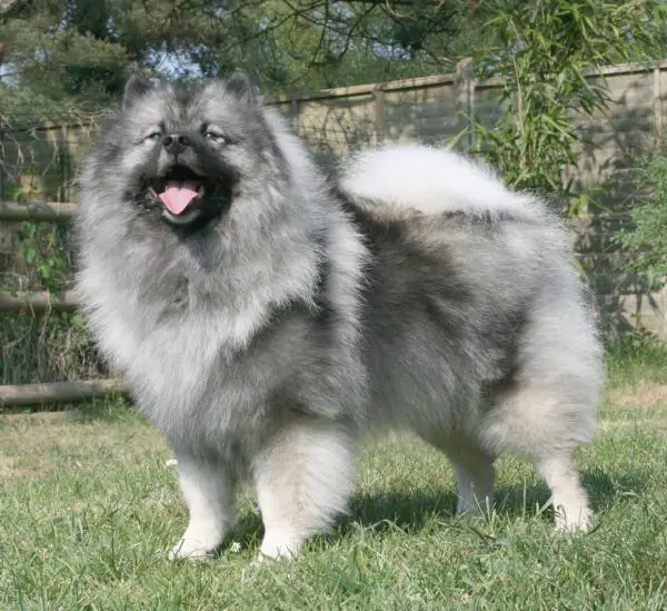 Leijonien näköiset koirarodut - 3. Keeshond