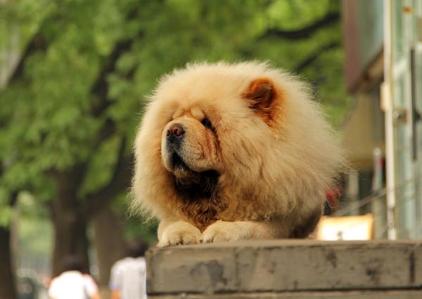 Leijonien näköiset koirarodut - 2. Chow chow