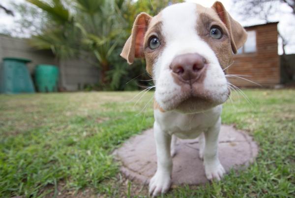 Pit Bull -pentun kasvatus - Pit Bull -pentun ruokinta