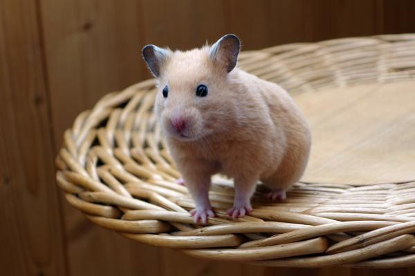 Hamsterin hampaiden hoito - Oletko intohimoinen hamsterin saamisesta?