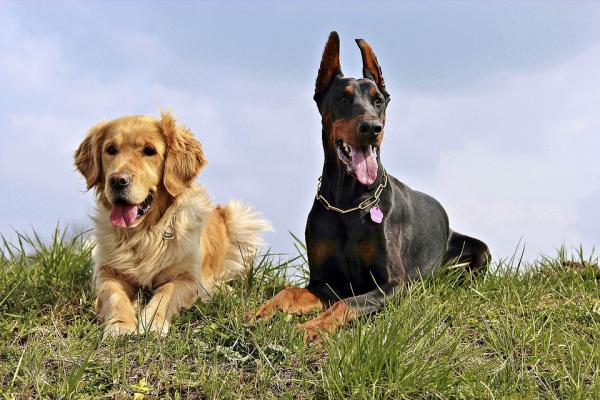 Dobermanin alkuperä - Doberman tänään