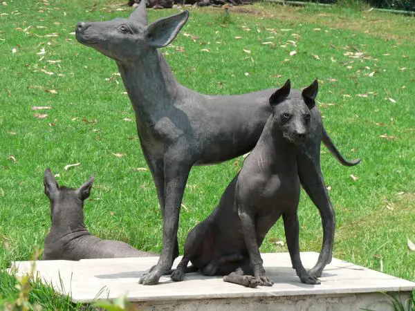 Karvattomat koirarodut - 5. Xoloitzcuintle