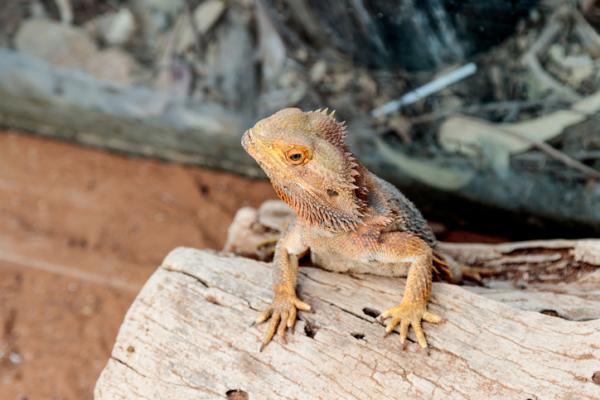 Parrakas lohikäärme tai Pogona vitticeps hoito - Kuinka valmistaa parrakas lohikäärmeen terraario?