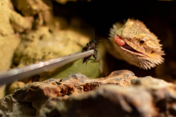 Parrakas lohikäärmeen tai Pogona vitticepsin hoito - Parrakas lohikäärmeen ruokinta