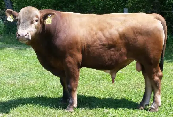 +20 todellista hybridieläintä - Esimerkkejä ja ominaisuuksia - 4. Beefalo 