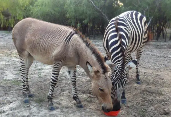 +20 todellista hybridieläintä - Esimerkkejä ja ominaisuuksia - 5. Zebrasno