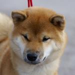 1629371411 104 Shiba Inu