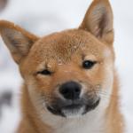 1629371411 126 Shiba Inu