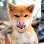 1629371411 179 Shiba Inu