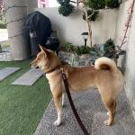 1629371411 380 Shiba Inu