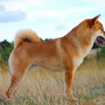 1629371411 482 Shiba Inu