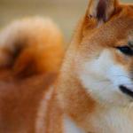 1629371411 516 Shiba Inu