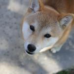 1629371411 517 Shiba Inu