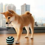 1629371411 568 Shiba Inu